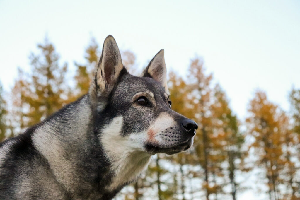 Jämtlanninpystykorva